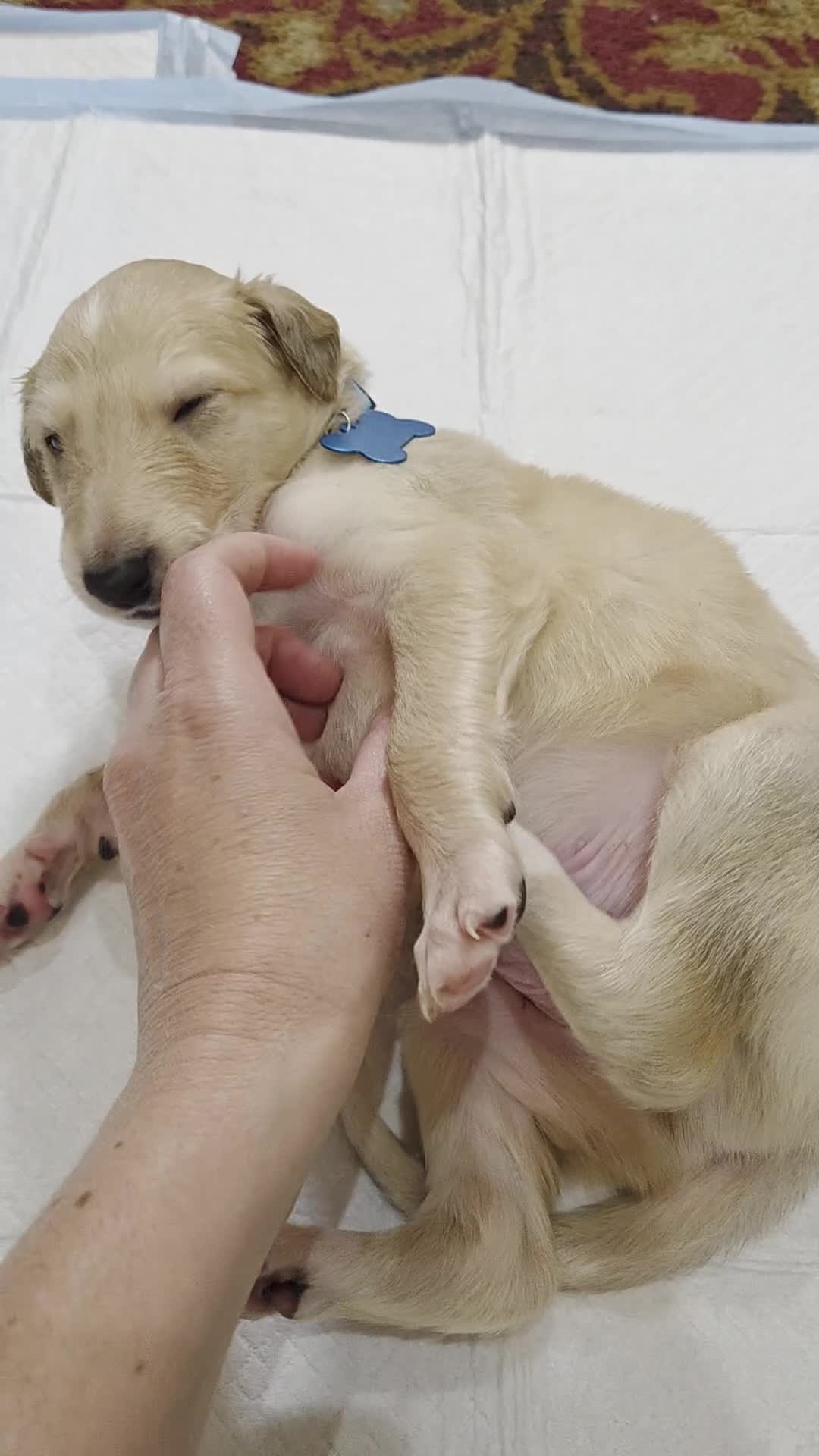 Borzoi dogs for sale: Fabien - Video 1