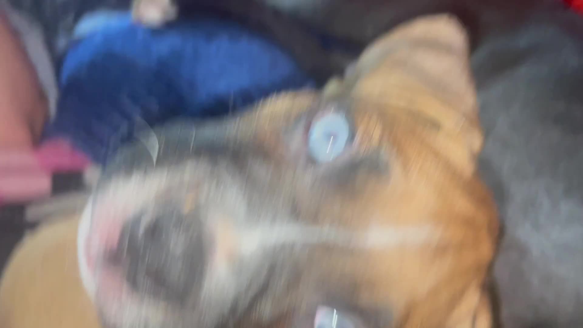 Mixed Breed dogs for sale: Mixed Breed Puppy 3 - Video 2