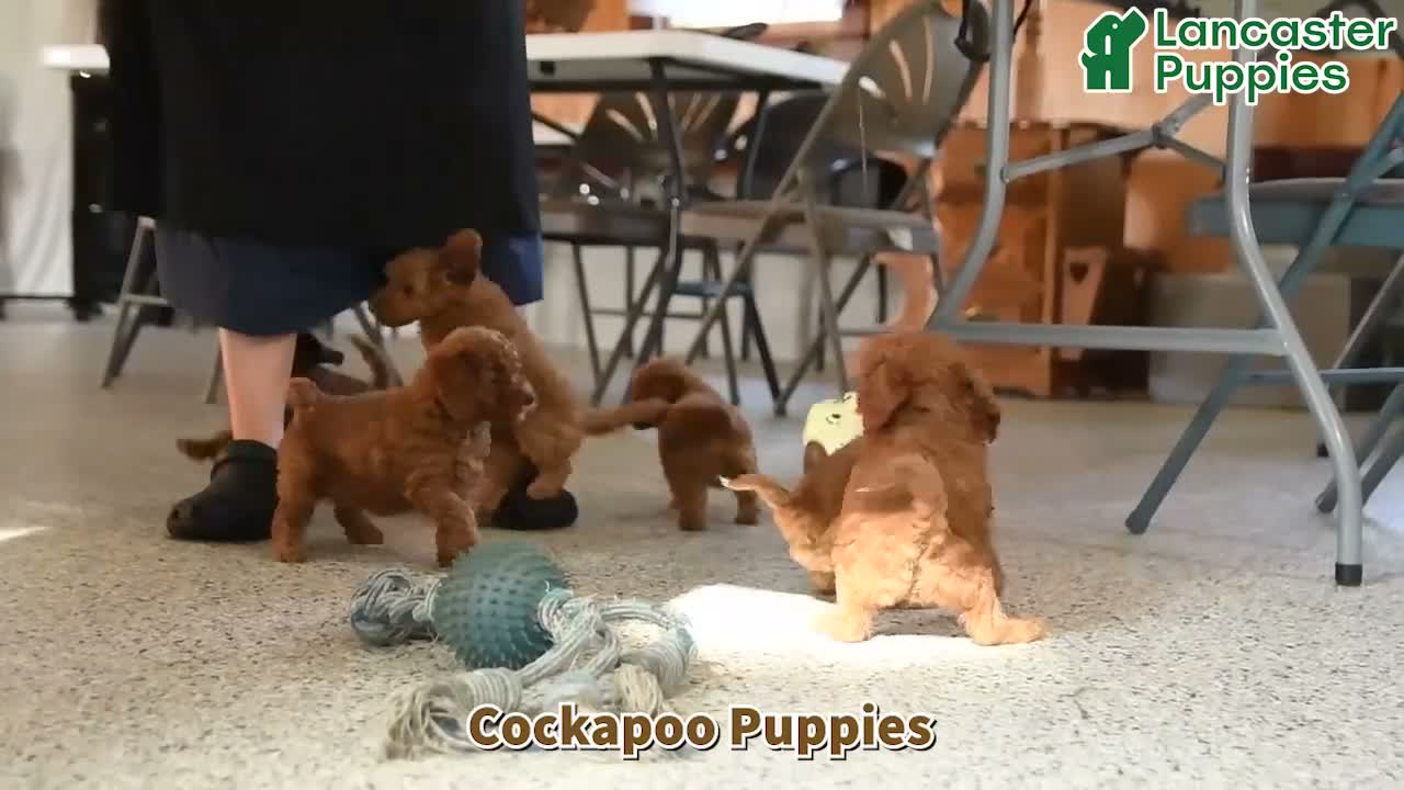 Cockapoo dogs for sale: Morgan - Video 1