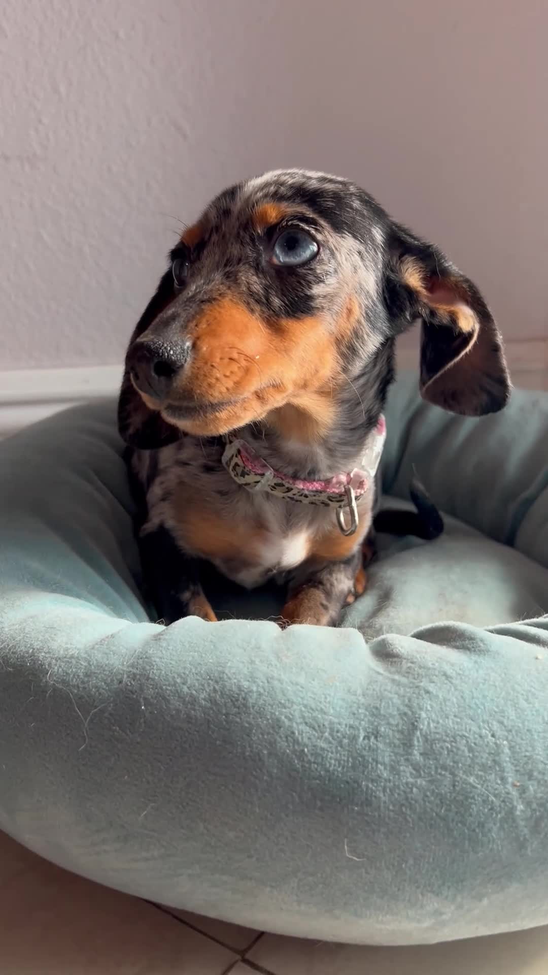 Miniature Dachshund dogs for sale: Miniature Dachshund 1 - Video 2