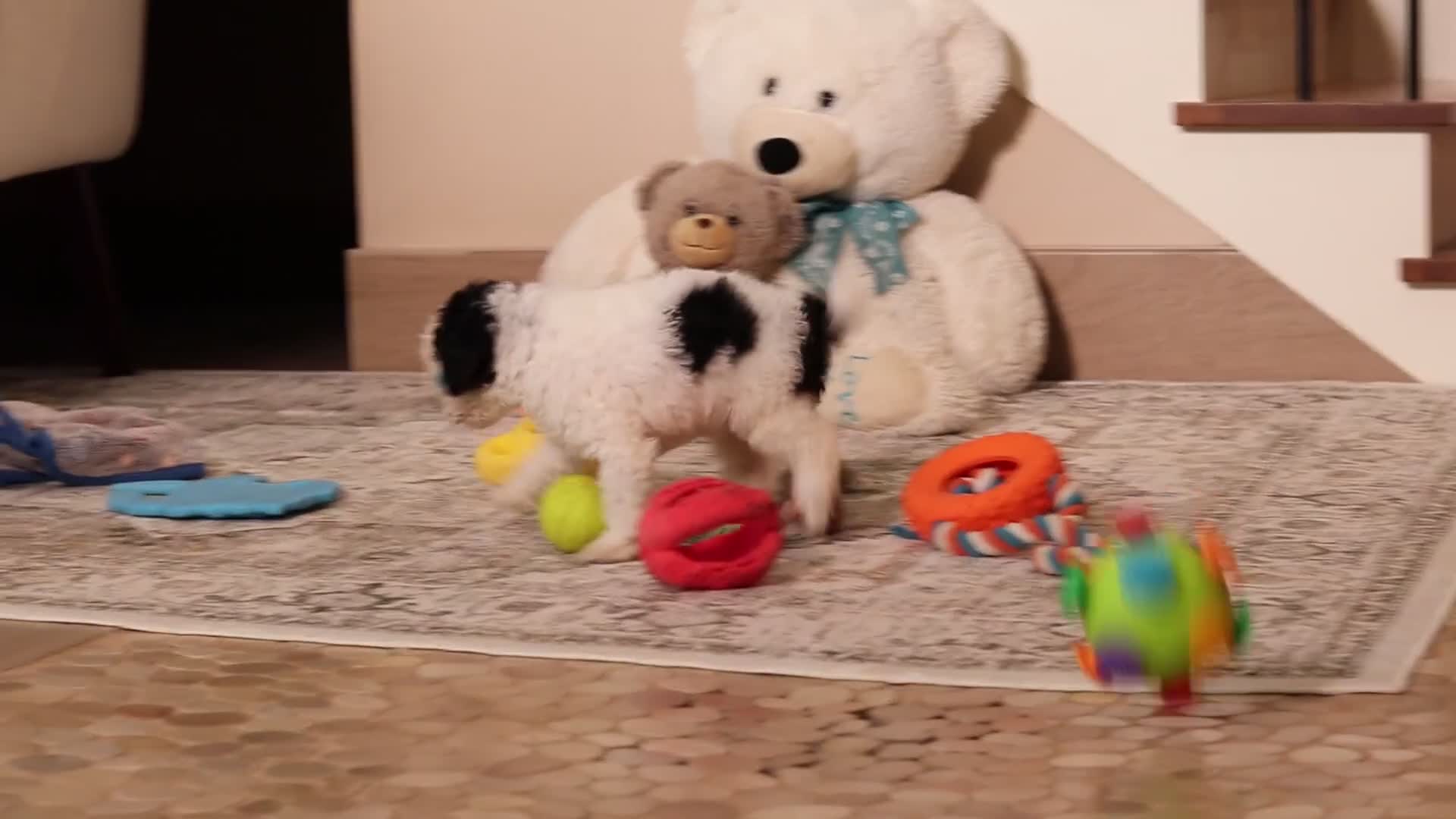 Miniature Poodle dogs for sale: Avery - Video 1