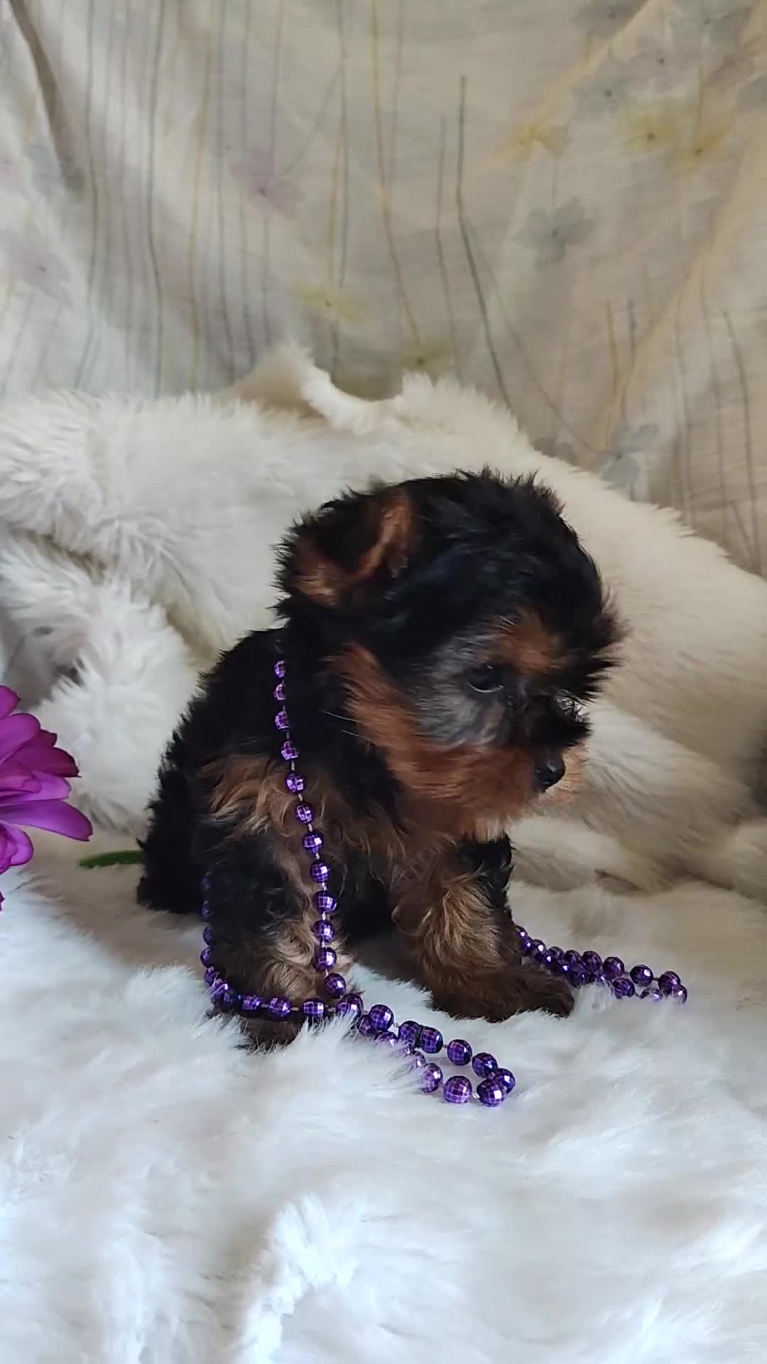 Yorkshire Terrier dogs for sale: Lilly - Video 1