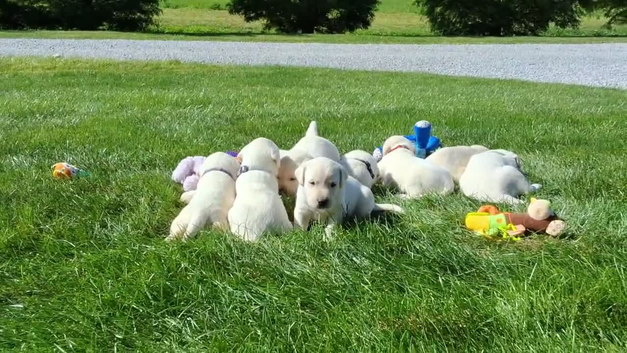 Labrador Retriever dogs for sale: Jed Retriever 3 - Video 2