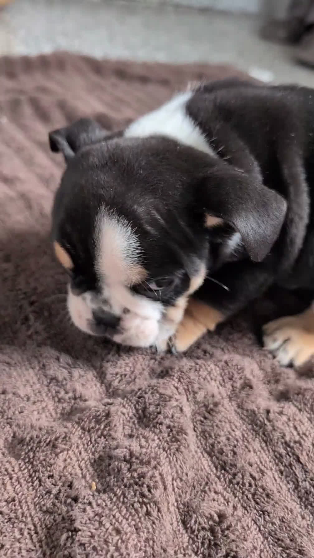 English Bulldog dogs for sale: Ziggy - Video 1