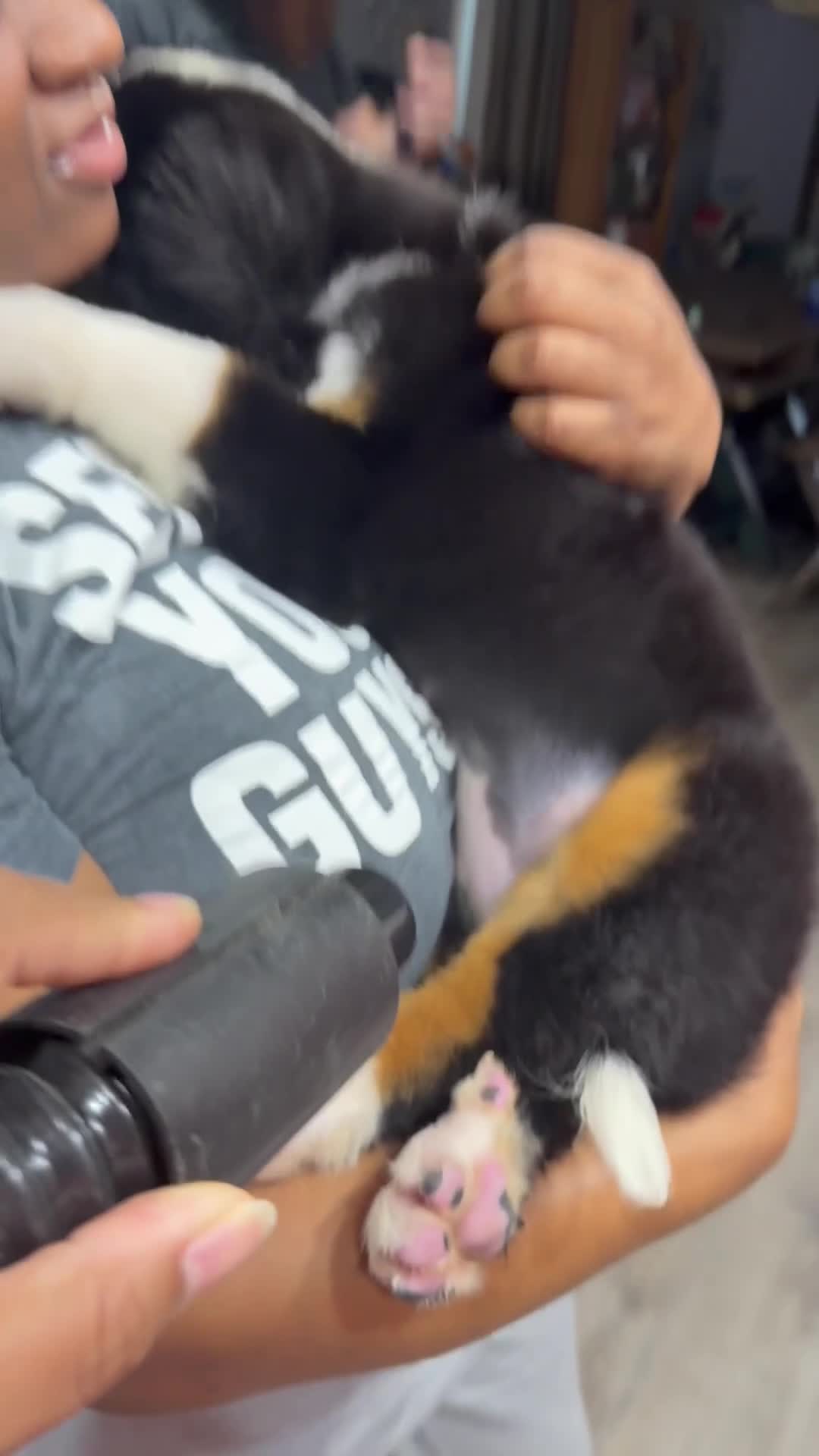 Bernese Mountain Dog dogs for sale: Bernese Mountain Dog 1 - Video 4