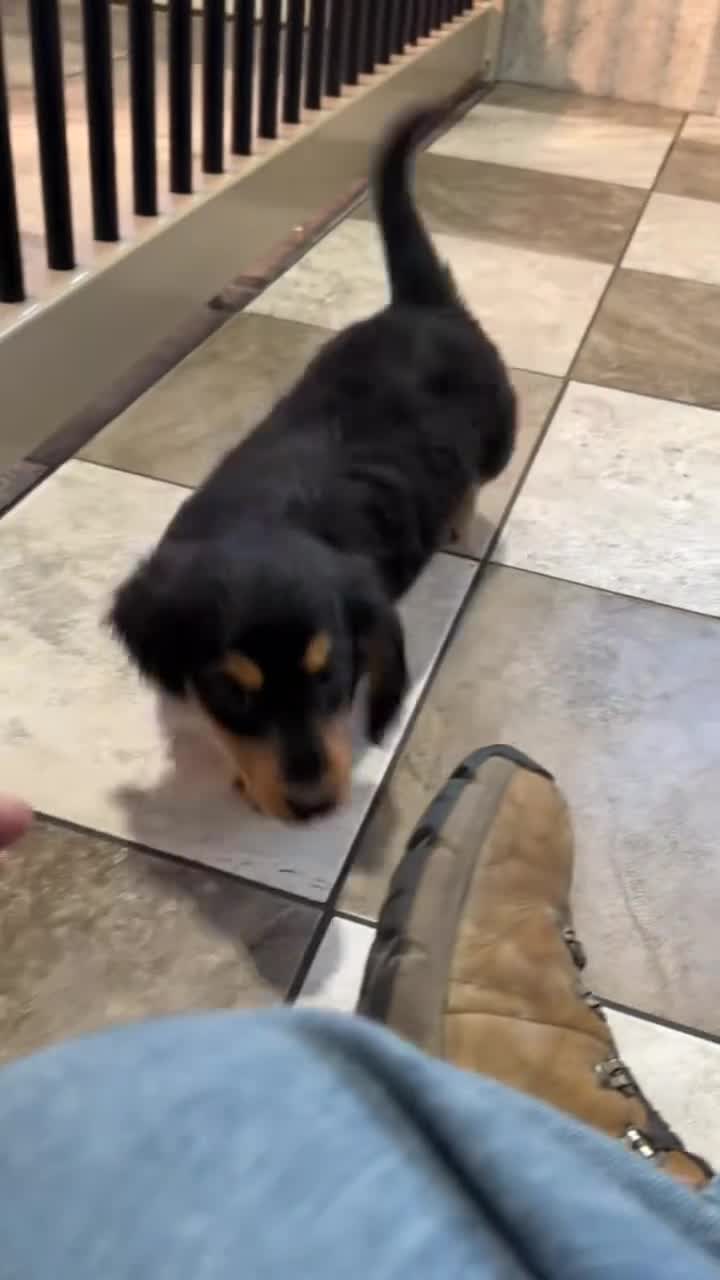 Miniature Dachshund dogs for sale: Jake  - Video 1