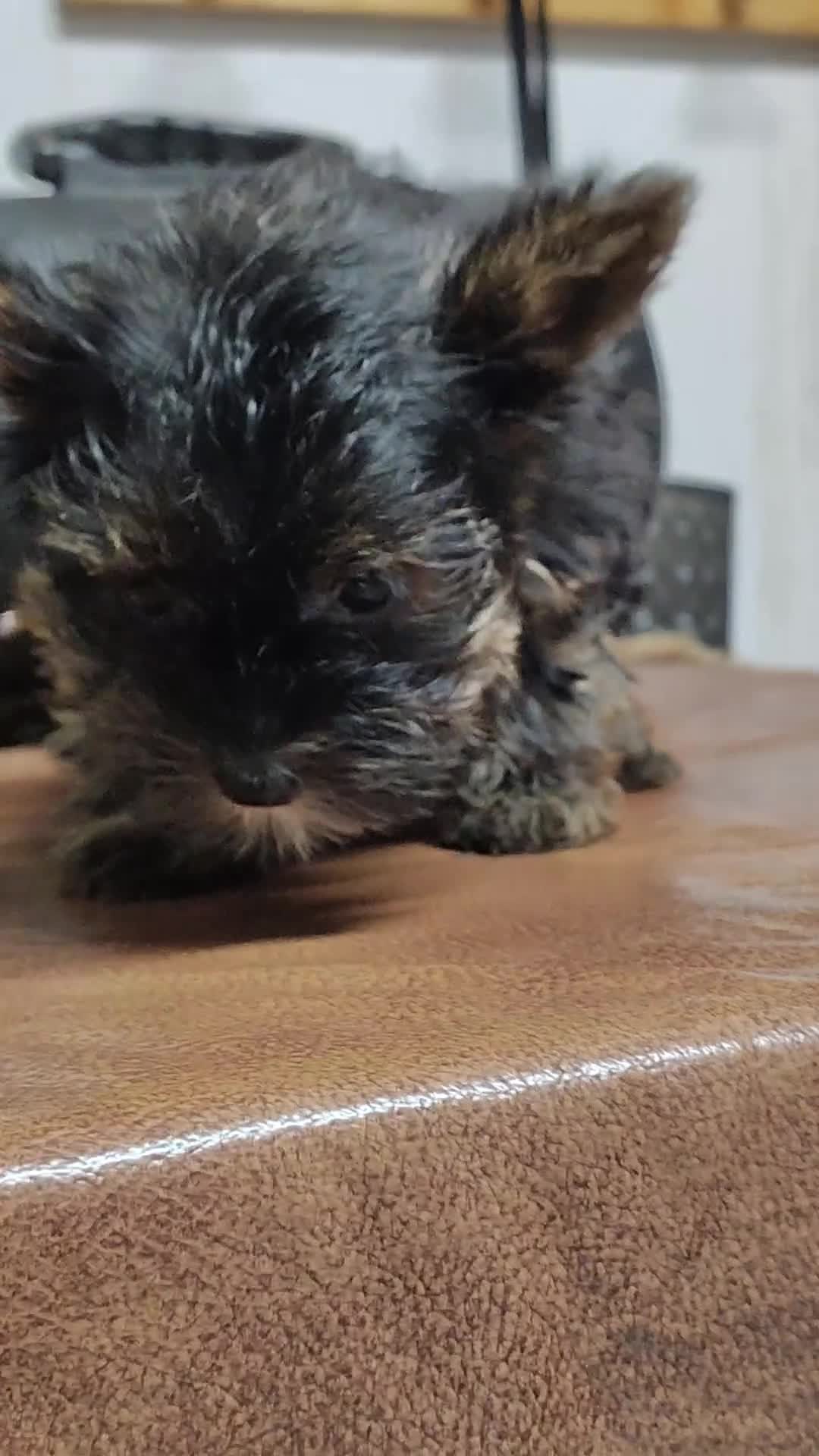 Yorkshire Terrier dogs for sale: Jiminy cricket - Video 1