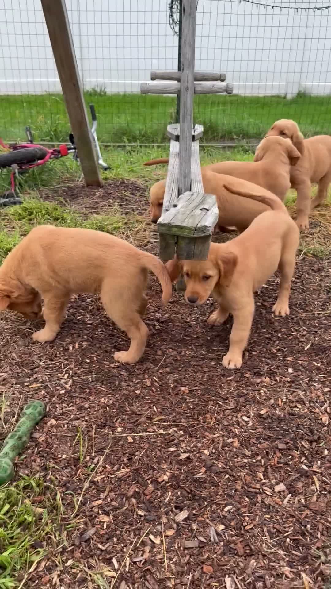 Golden Retriever dogs for sale: Rosy - Video 1