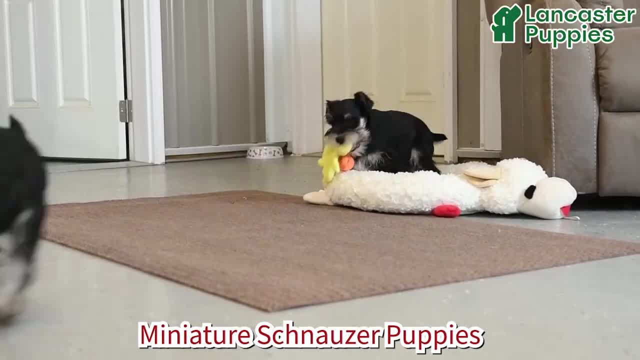 Miniature Schnauzer dogs for sale: George - Video 1