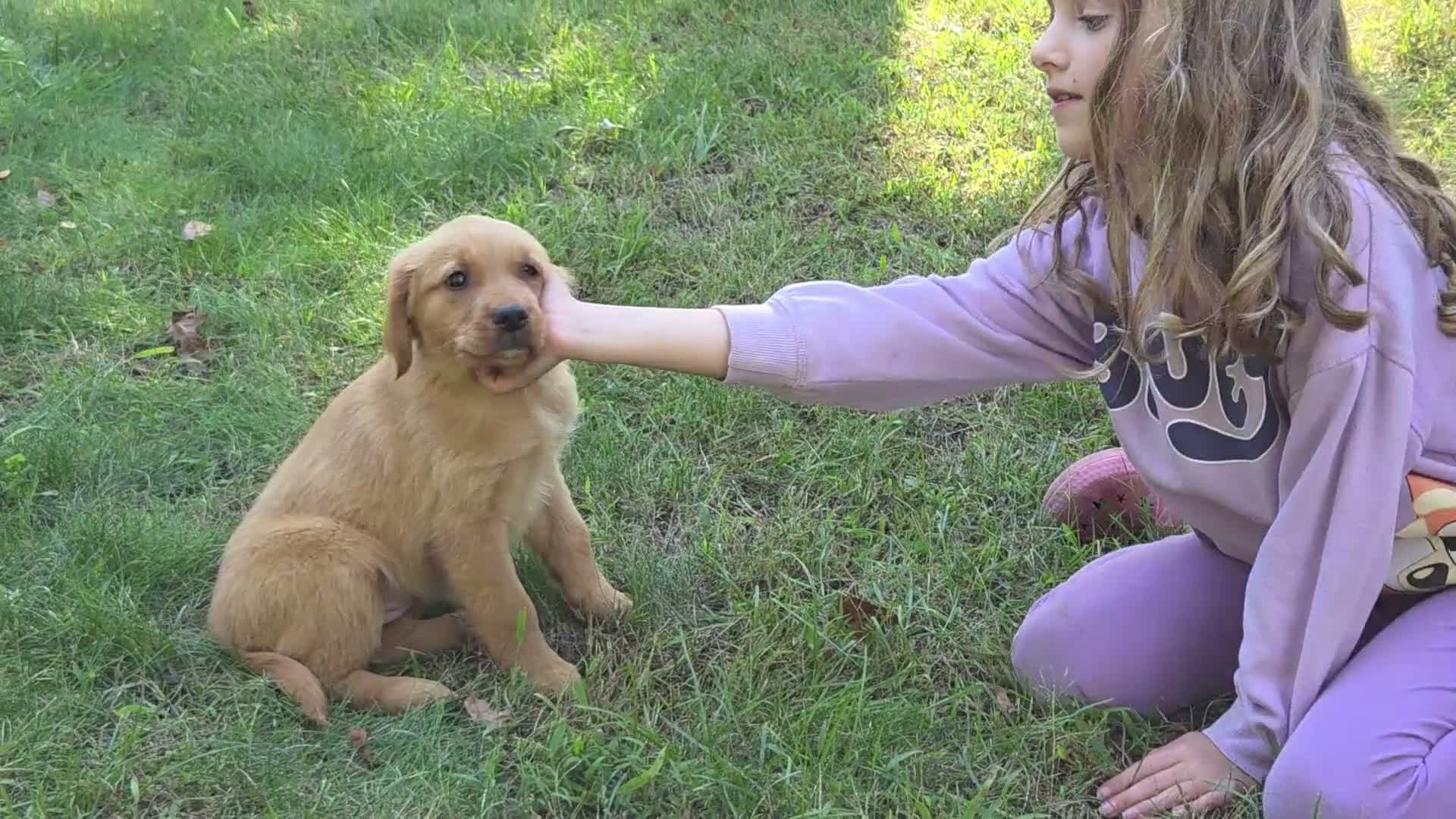 Golden Retriever dogs for sale: Jo Golden Retriever  - Video 1