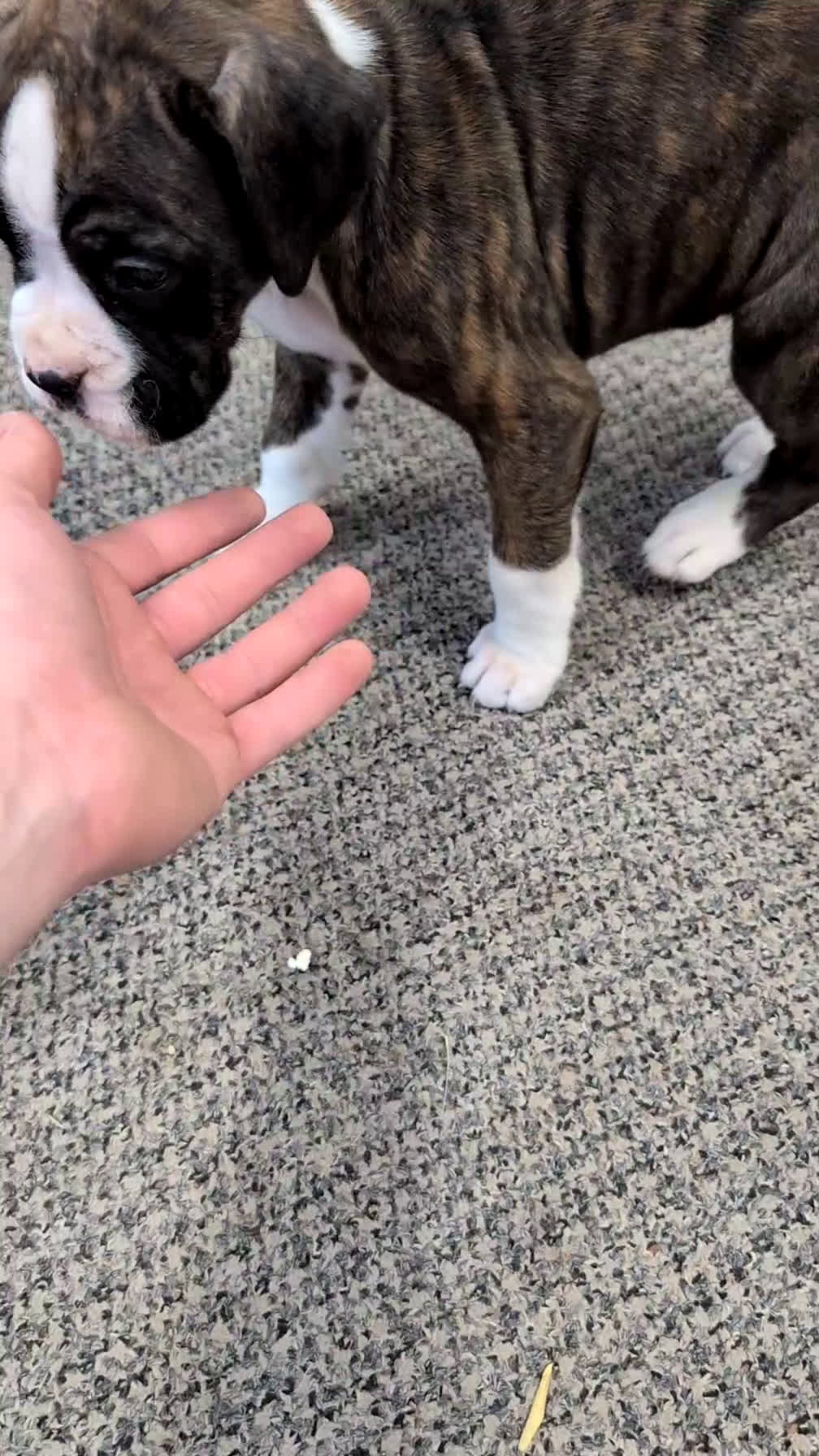 Boxer dogs for sale: Fifi - Video 1