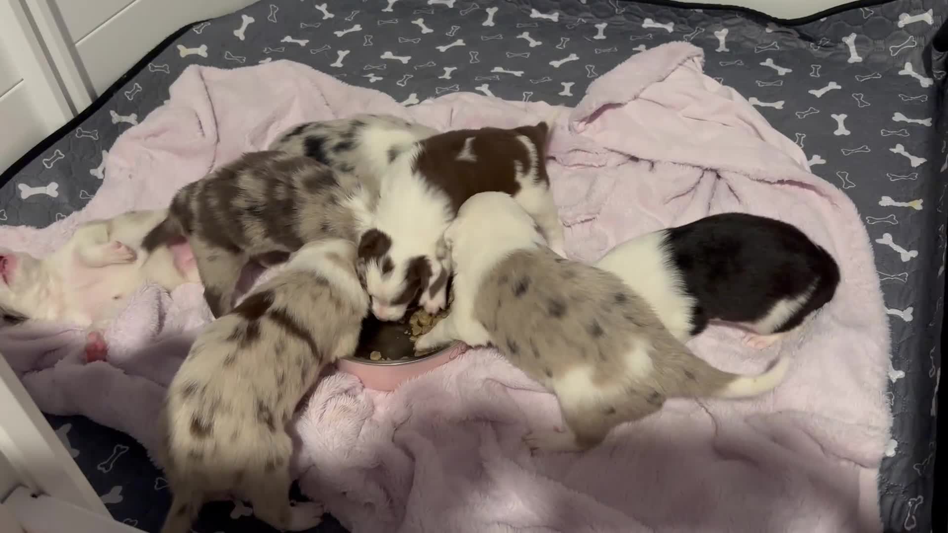 Border Collie dogs for sale: Spot - Video 1