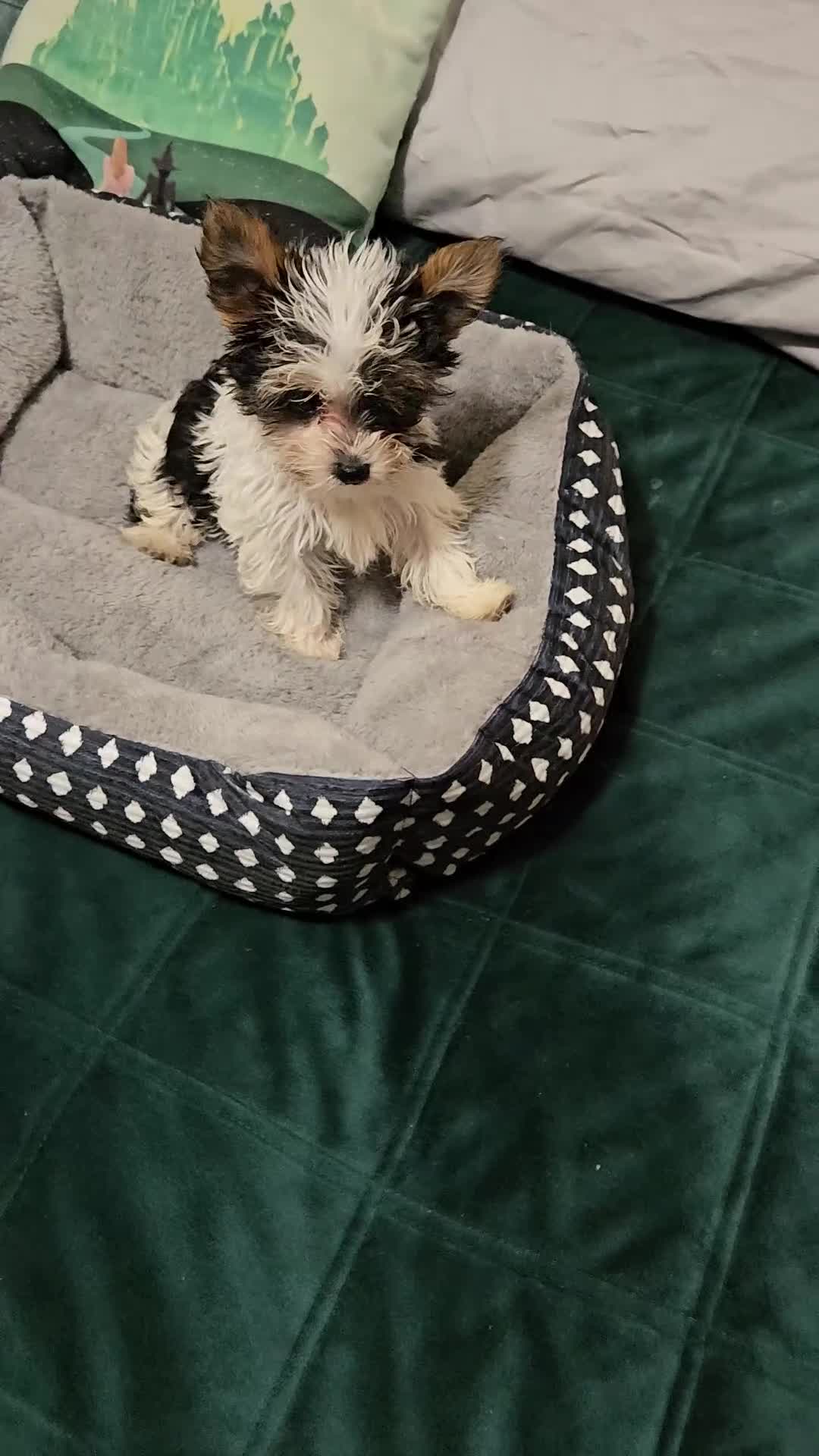 Yorkshire Terrier dogs for sale: Patsy - Video 1