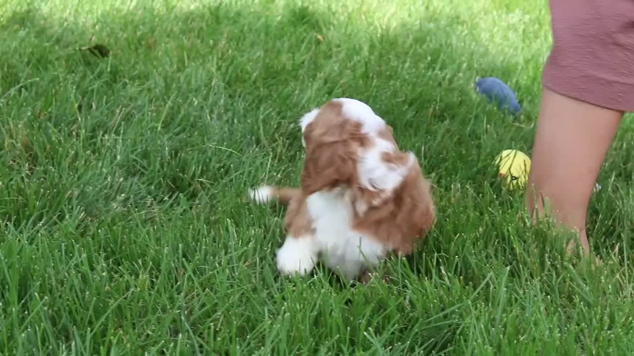 Cavapoo dogs for sale: Cody - Video 1