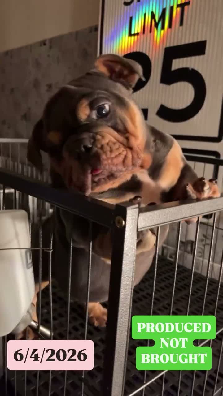 English Bulldog dogs for sale: English Bulldog 1 - Video 2