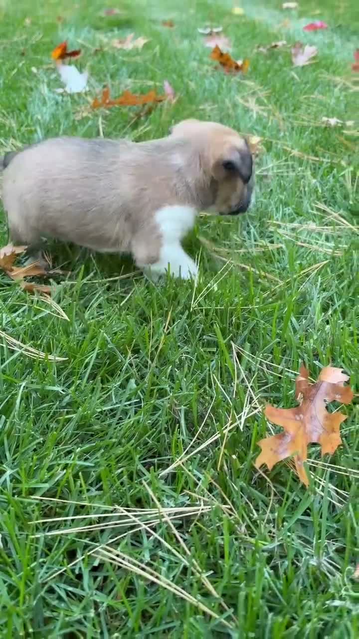Mixed Breed dogs for sale: Mixed Breed 2 - Video 1