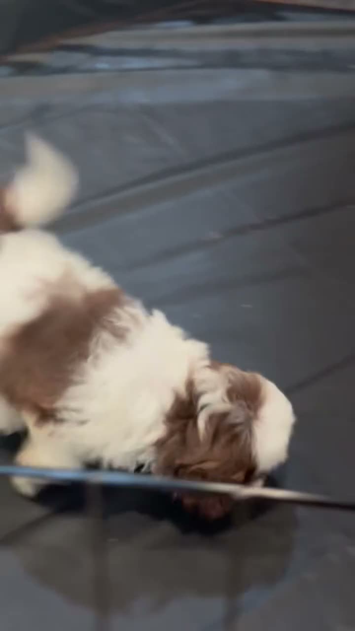 Shih Tzu dogs for sale: Lucy - Video 1