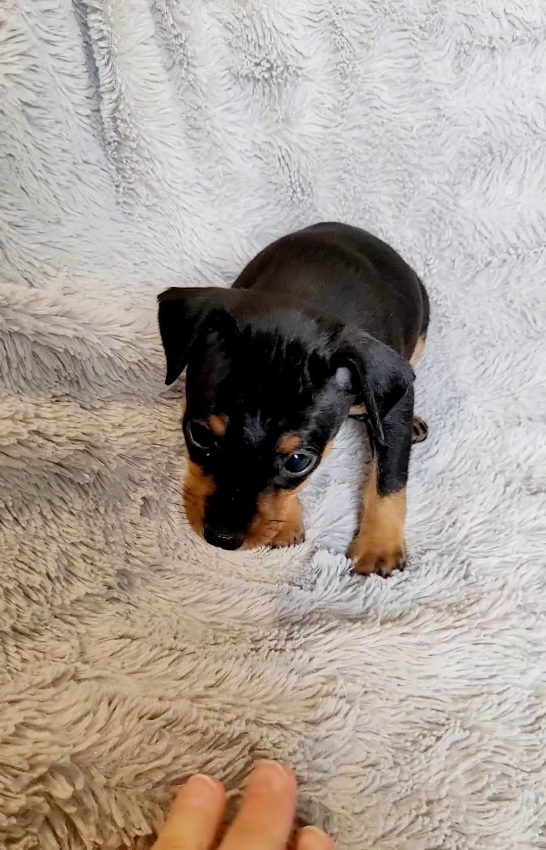 Miniature Pinscher dogs for sale: Bear - Video 1