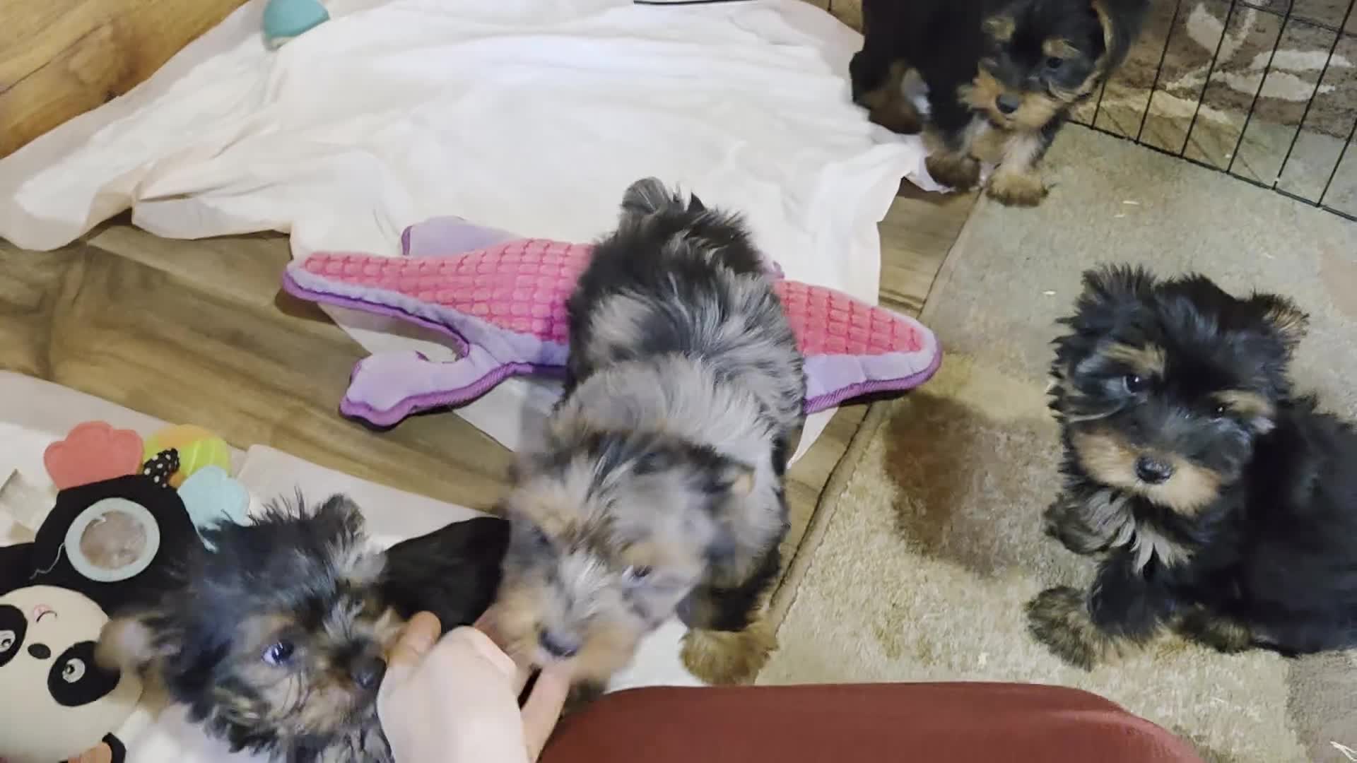 Yorkshire Terrier dogs for sale: Winnie Lace - Video 1