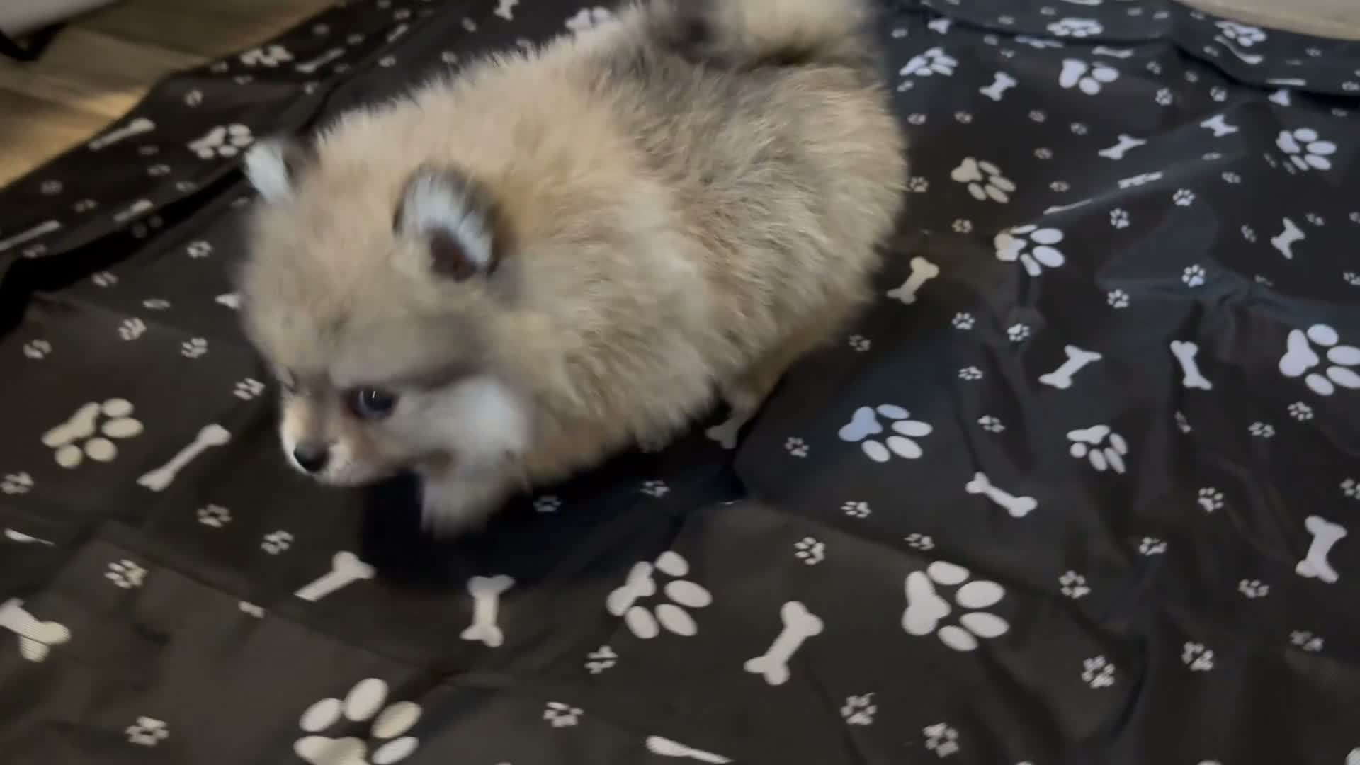 Pomeranian dogs for sale: Pomeranian 2 - Video 2
