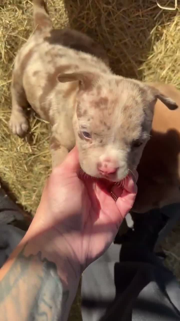 American Bully dogs for sale: American Bully 6 - Video 1