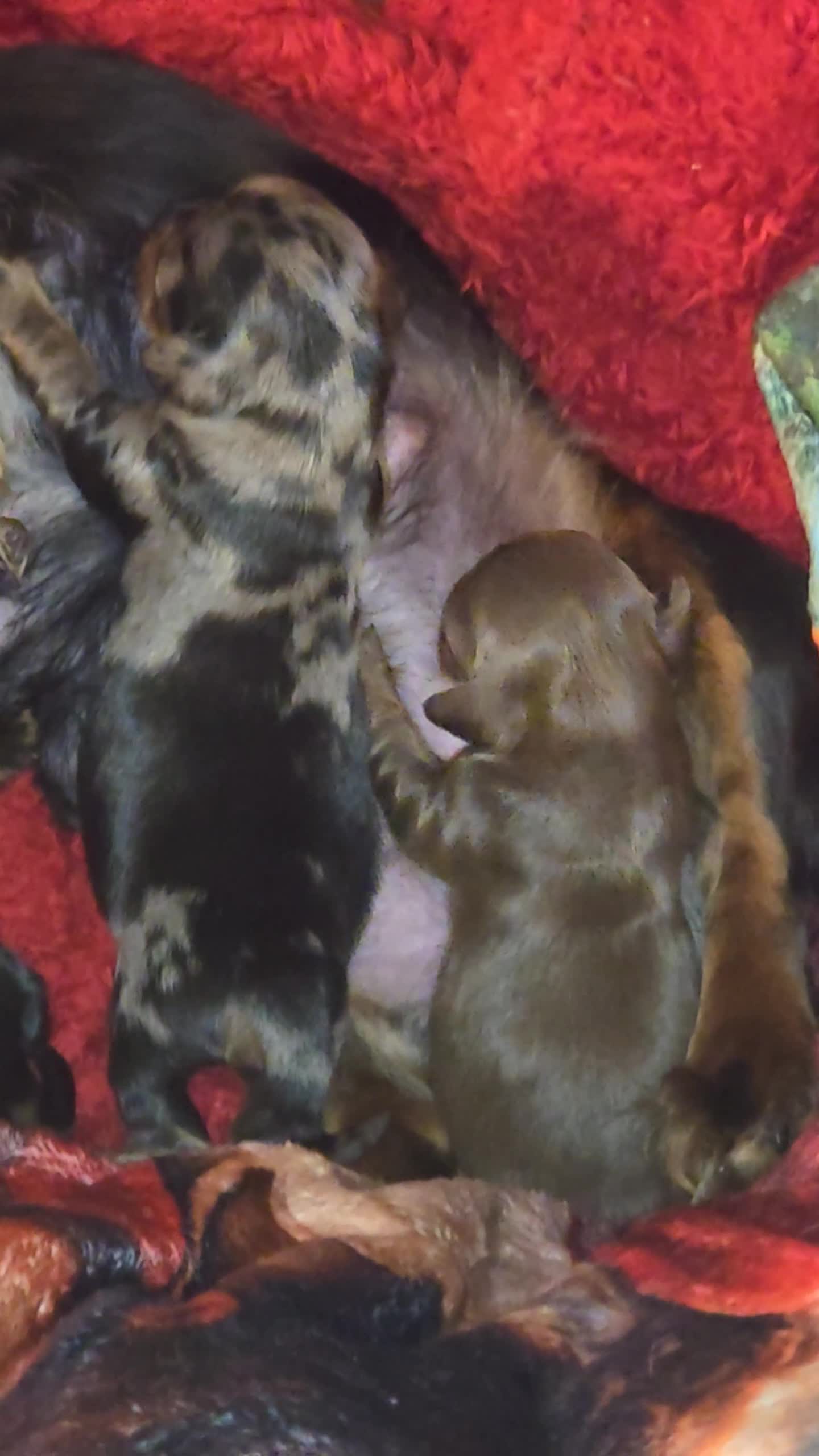 Mixed Breed dogs for sale: Lily - Video 2