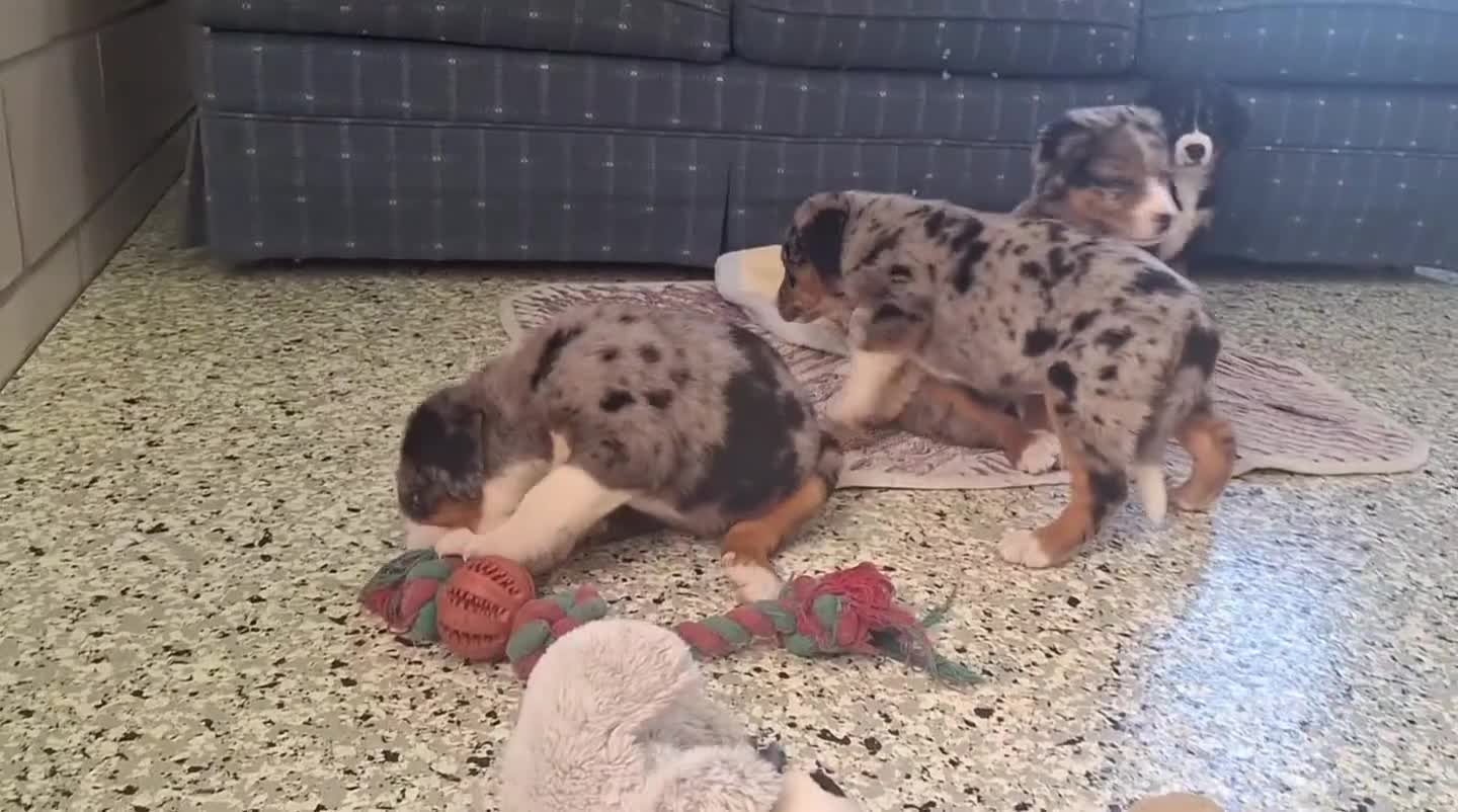 Mixed Breed dogs for sale: Nina - Video 1