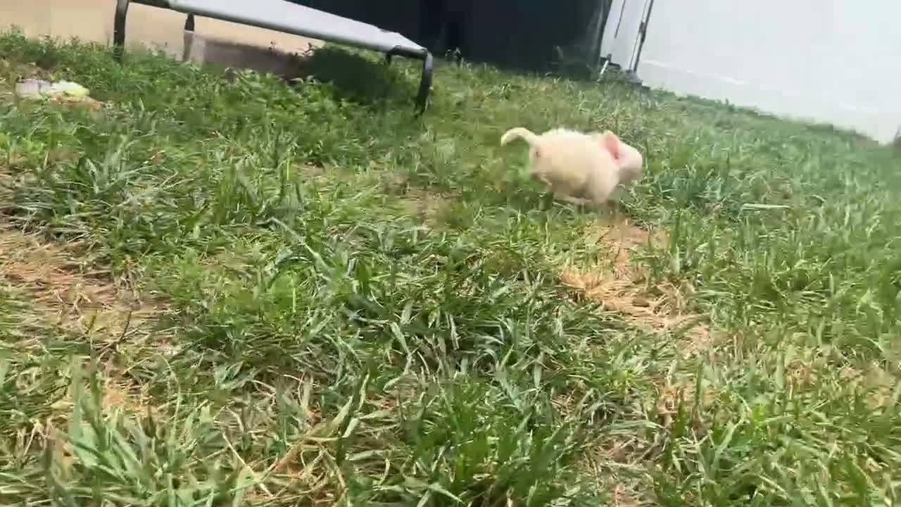 Chihuahua dogs for sale: Teddy Bear - Video 1