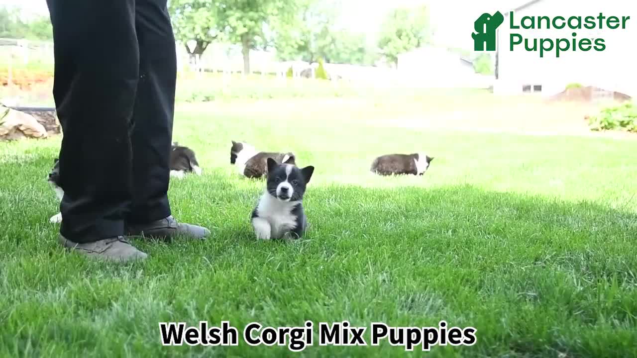 Mixed Breed dogs for sale: Belle - Video 1