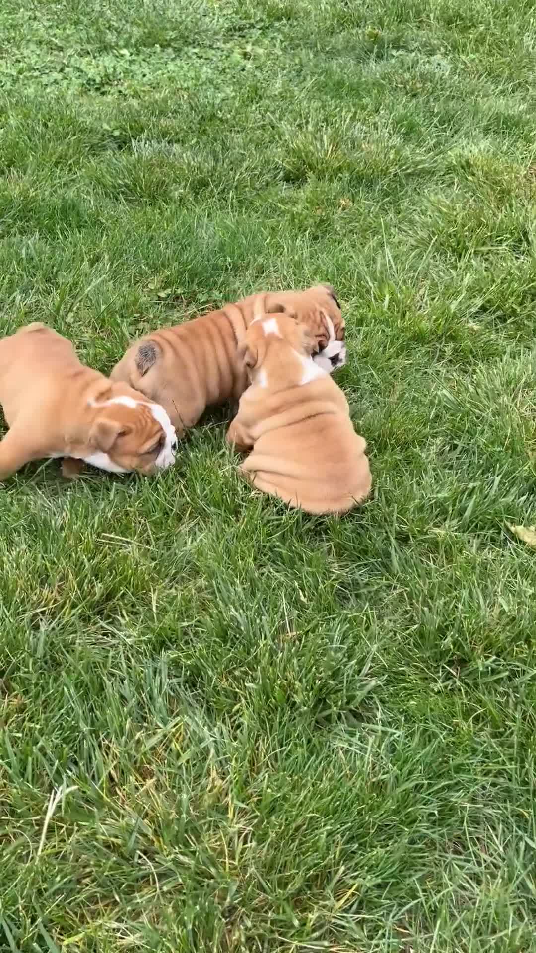 English Bulldog dogs for sale: Lainey - Video 1