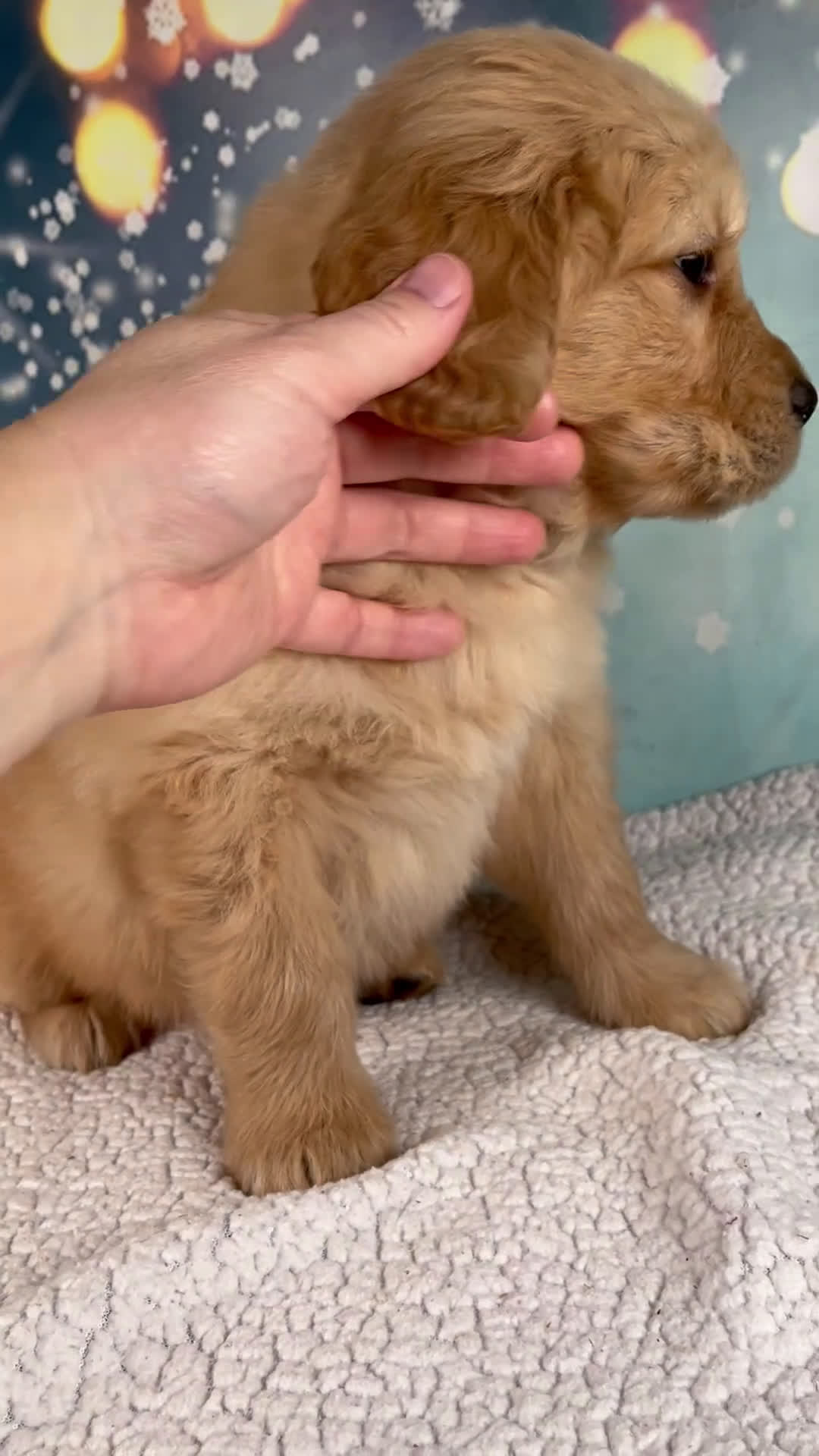 Golden Retriever dogs for sale: Enzo - Video 1