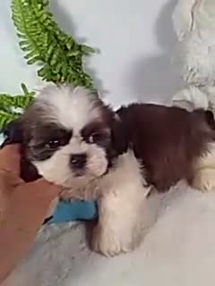 Shih Tzu dogs for sale: Baxter - Video 1