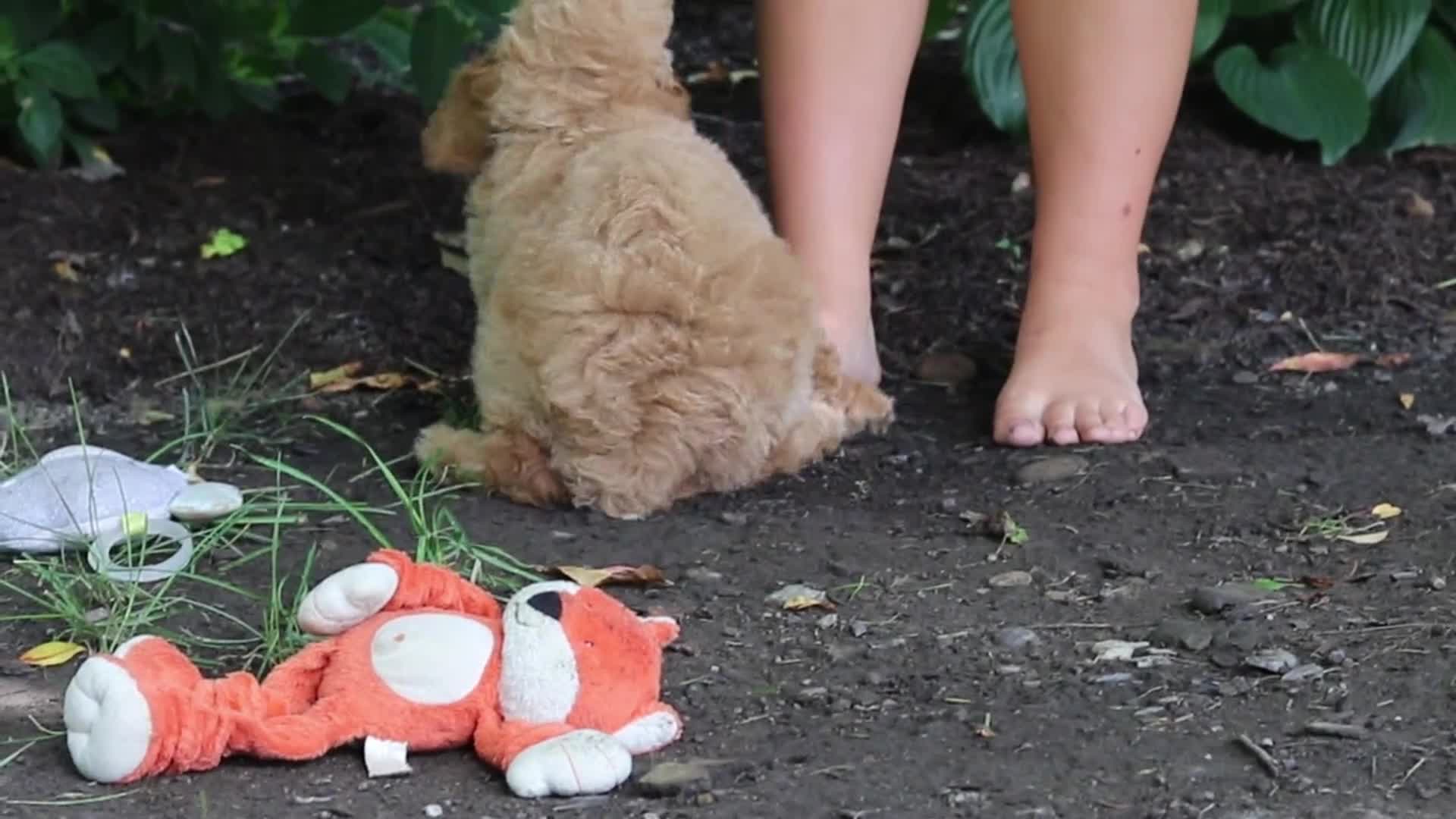 Standard Poodle dogs for sale: Leo - Video 1