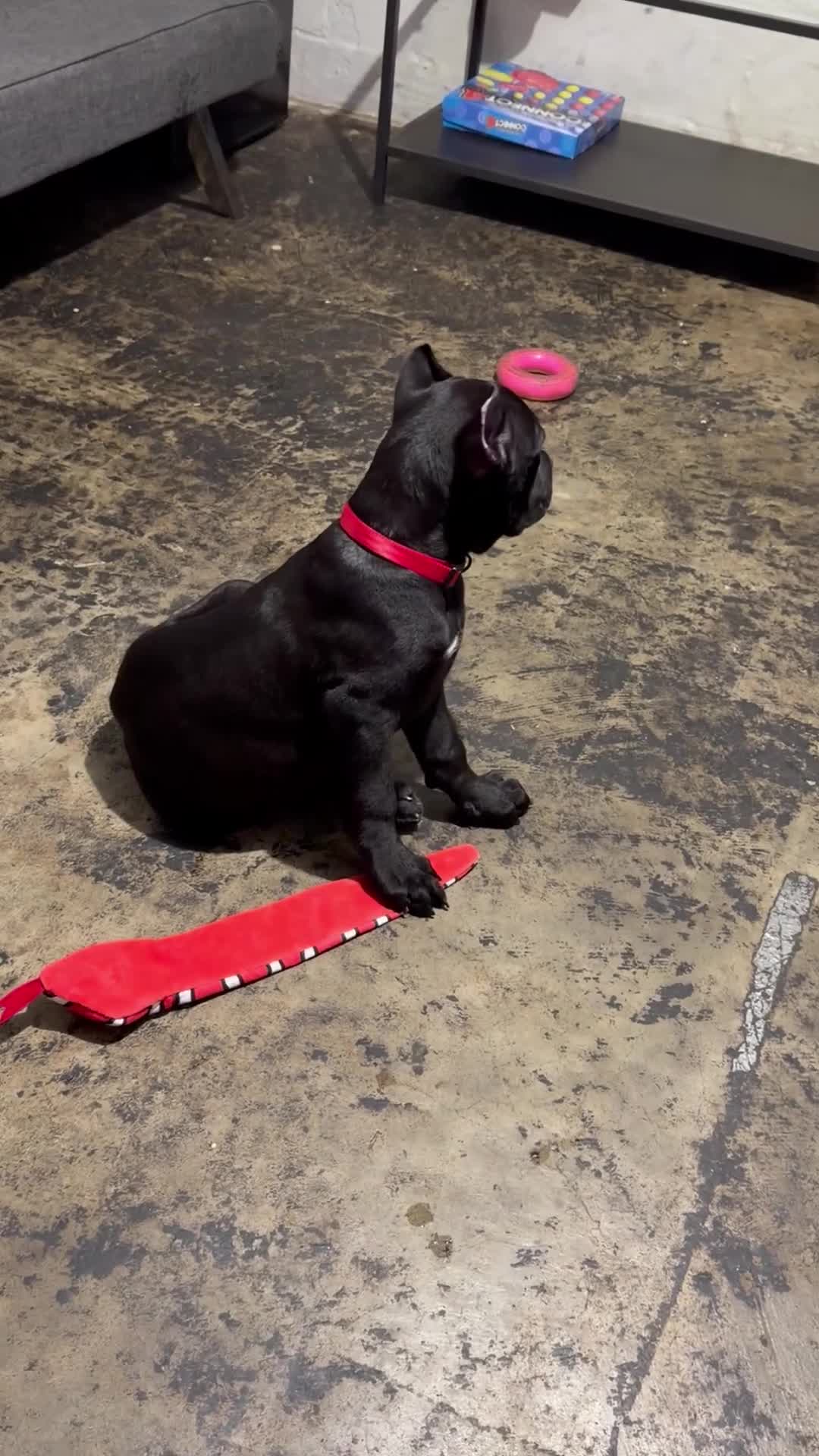 Cane Corso dogs for sale: Corso Runt(Orange collar) - Video 2