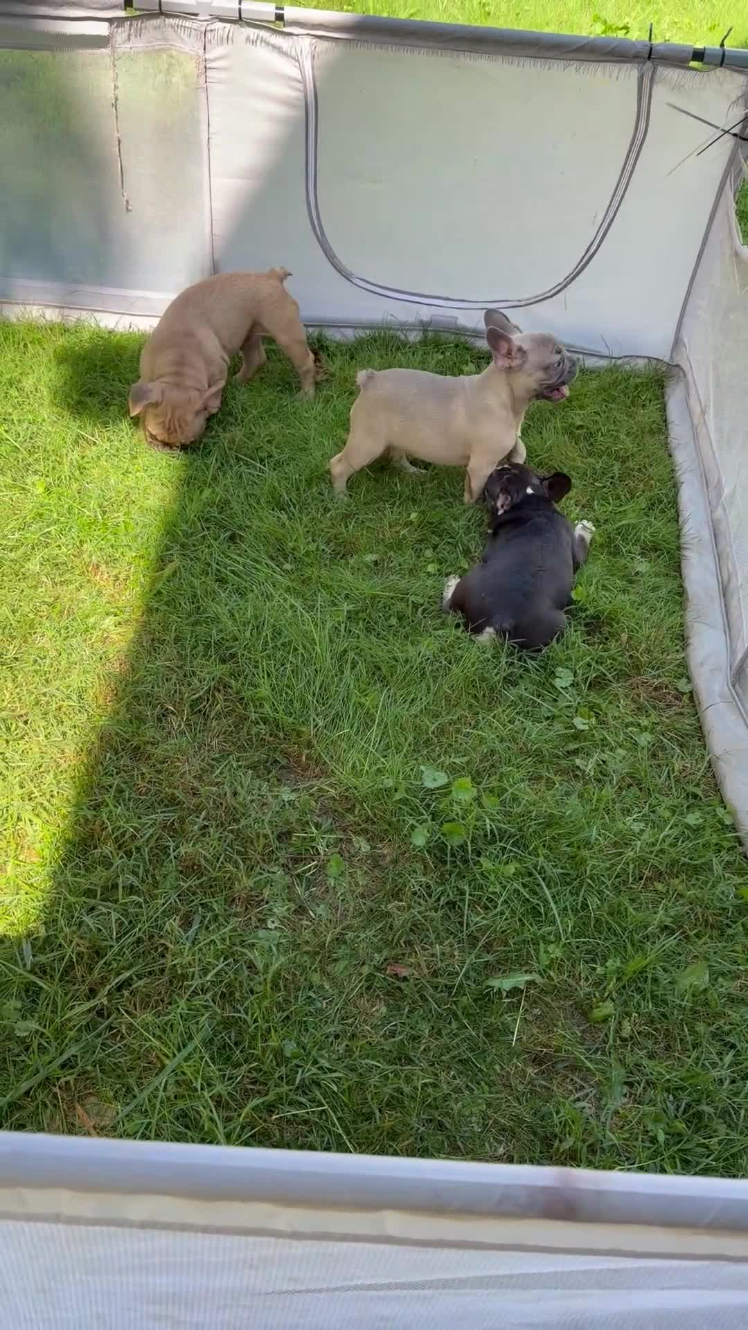 French Bulldog dogs for sale: French Bulldog 7 - Video 2
