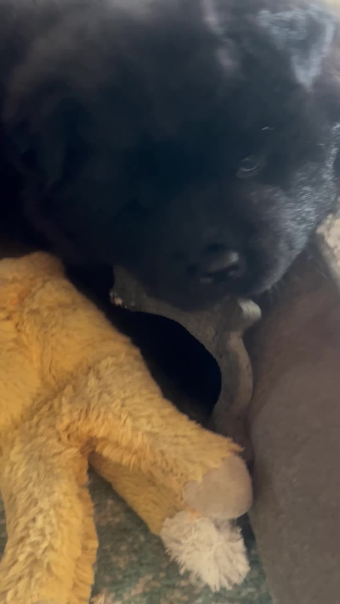 Chow Chow dogs for sale: #3 Ready for his new home 07/21/2026 - Video 2