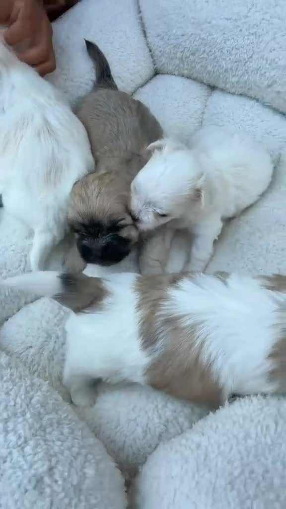 Maltese dogs for sale: Lily - Video 2