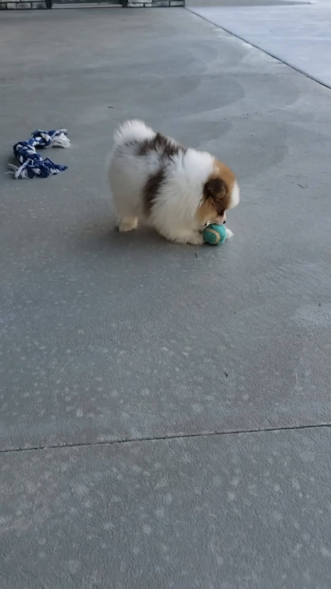 Pomeranian dogs for sale: Max  - Video 1