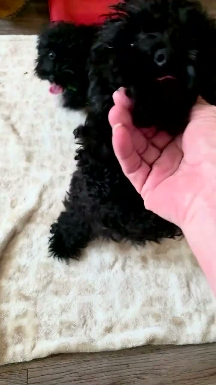 Toy Poodle dogs for sale: Blossom  - Video 1