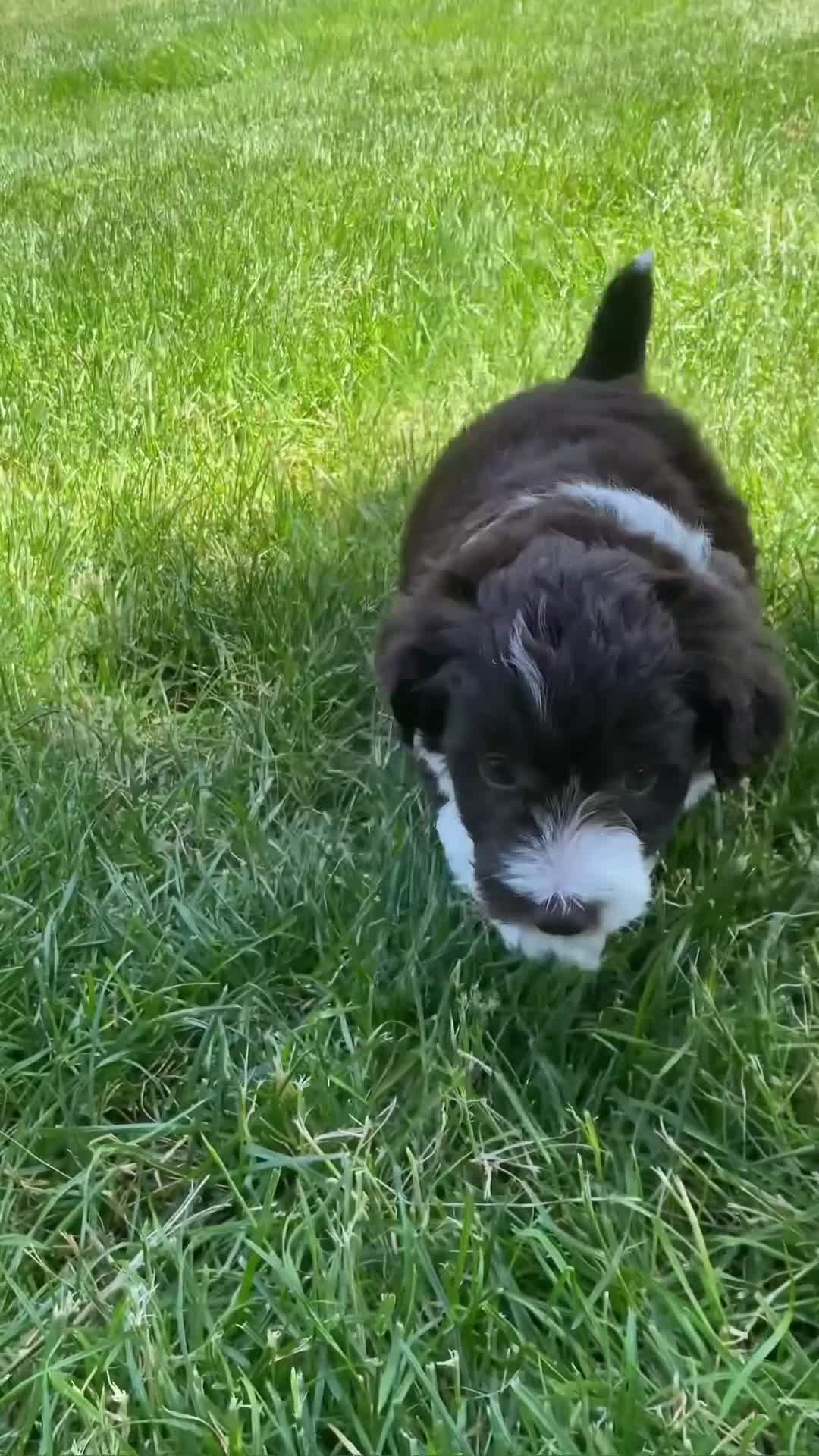 Mini Aussiedoodle dogs for sale: Jamie 🎀 - Video 1