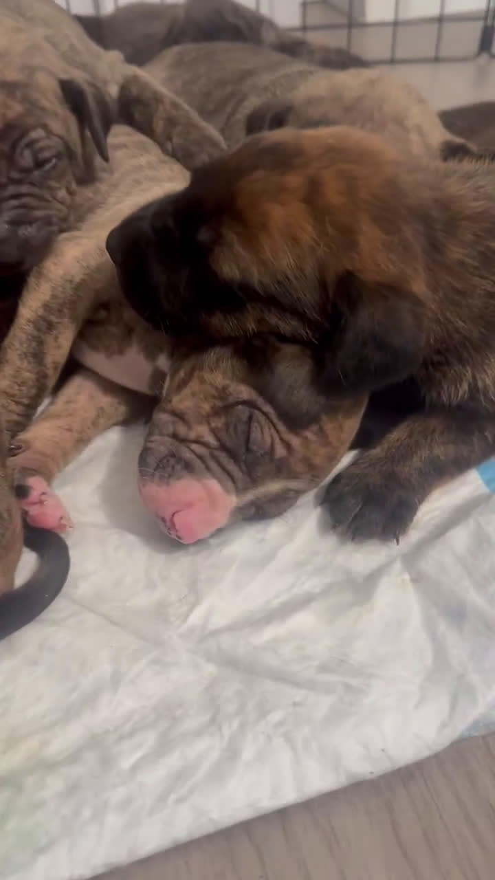 Mixed Breed dogs for sale: Mixed Breed Puppy 9 - Video 1