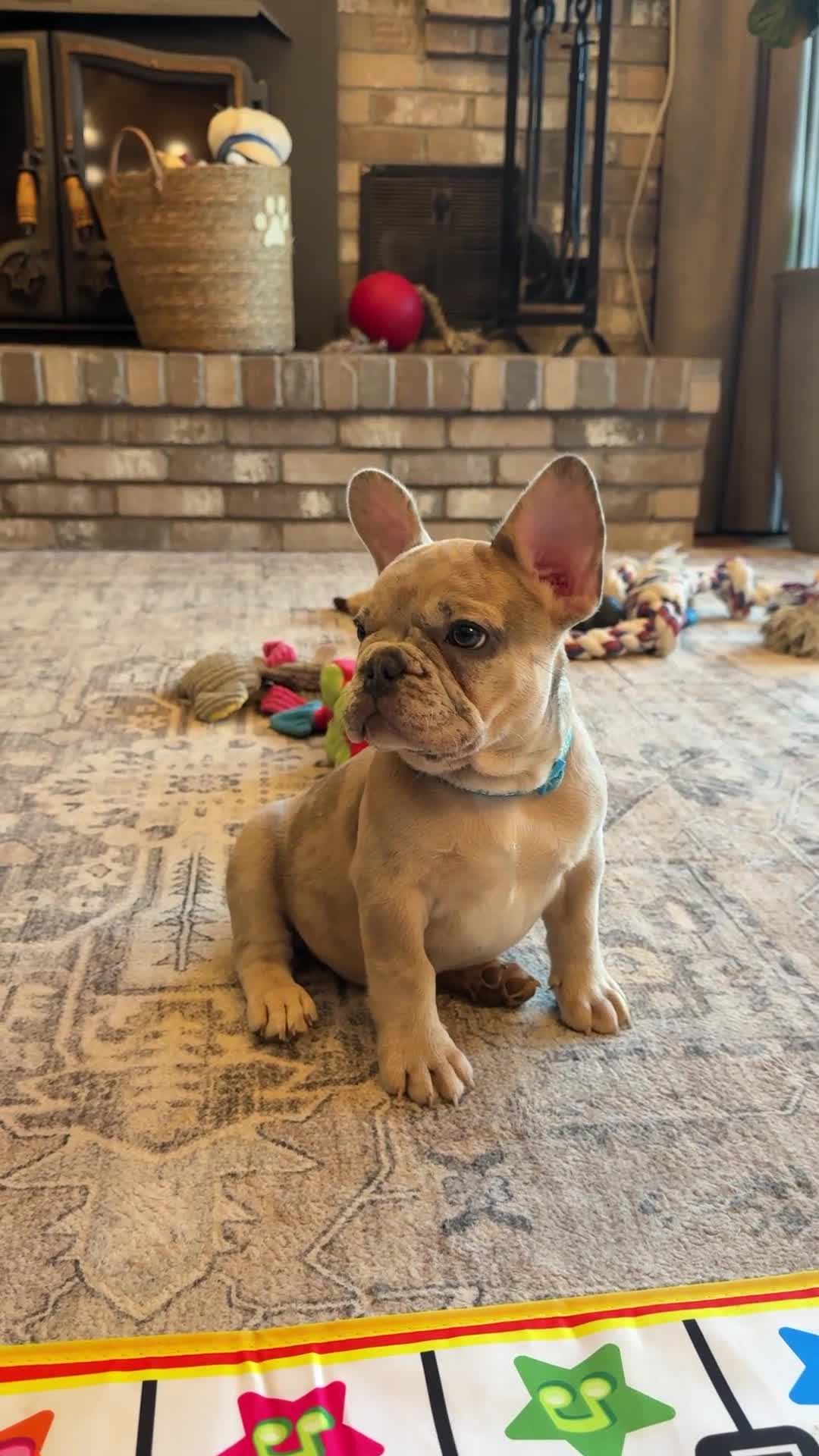 French Bulldog dogs for sale: Breeze - Video 1