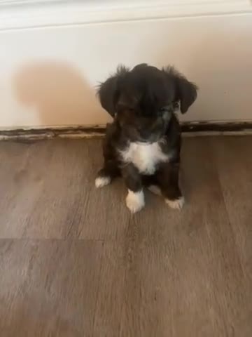 Maltipoo dogs for sale: Maltipoo Puppy 4 - Video 1