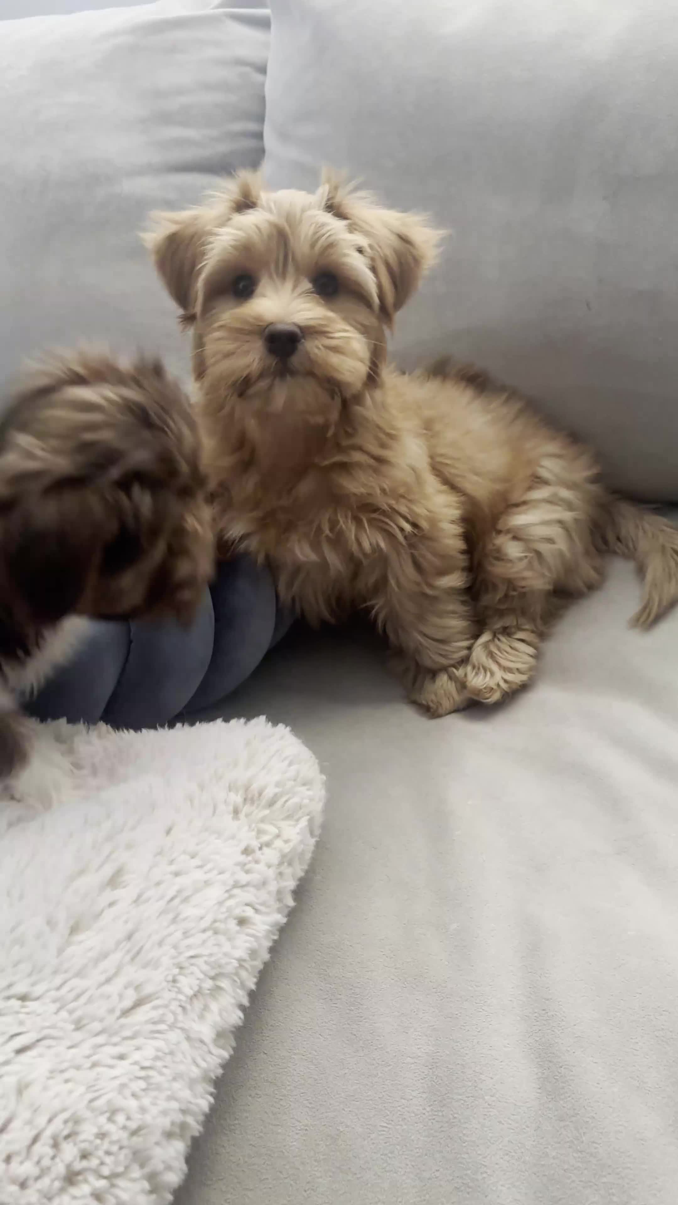 Yorkshire Terrier dogs for sale: Willow - Video 2