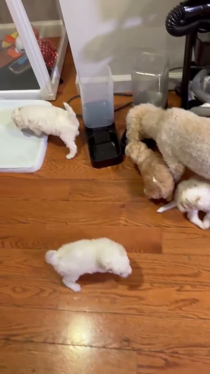 Mini Goldendoodle dogs for sale: Mini Goldendoodle Male Apricot Small - Video 1