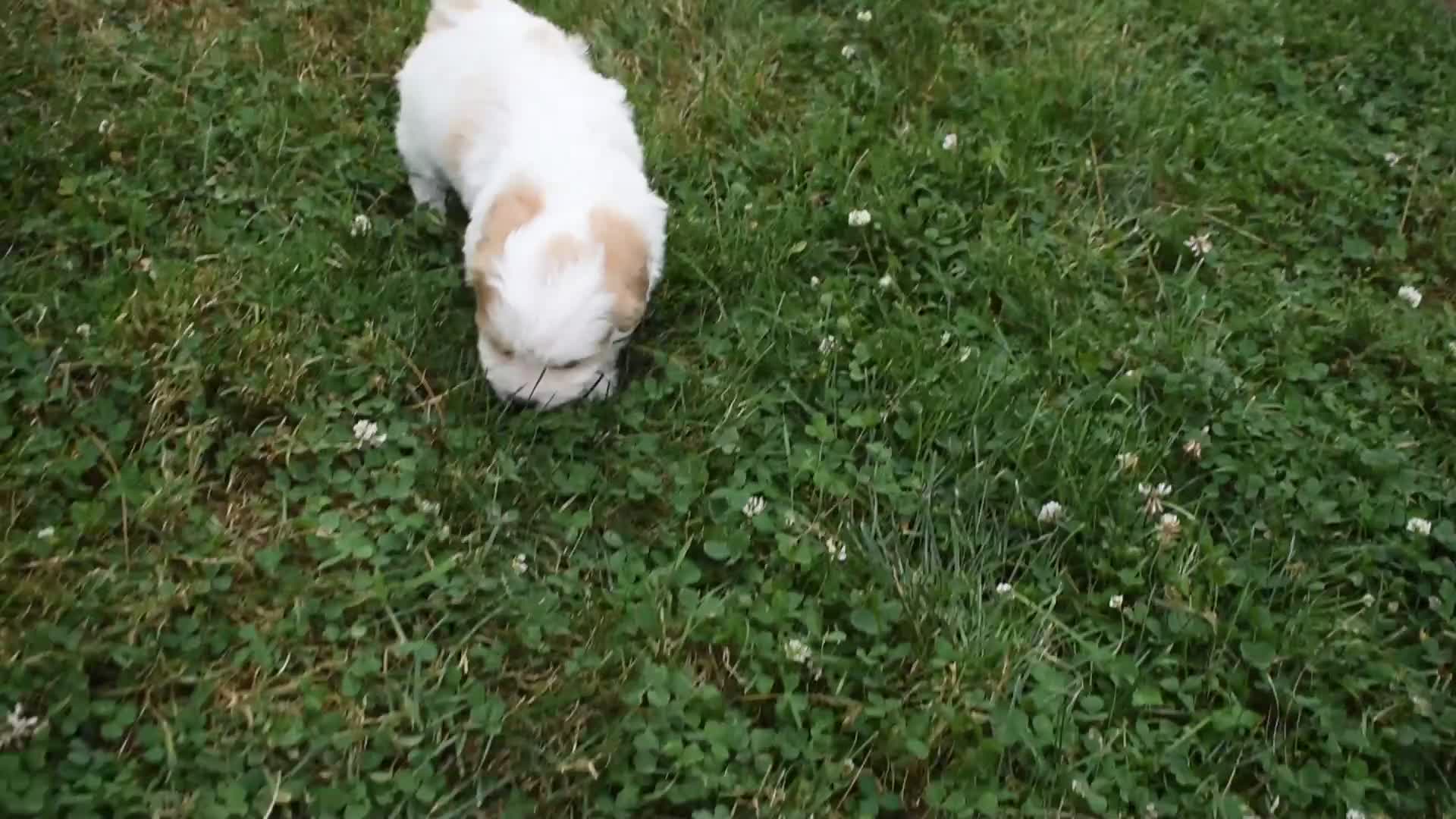 Cavachon dogs for sale: Twilight  - Video 1