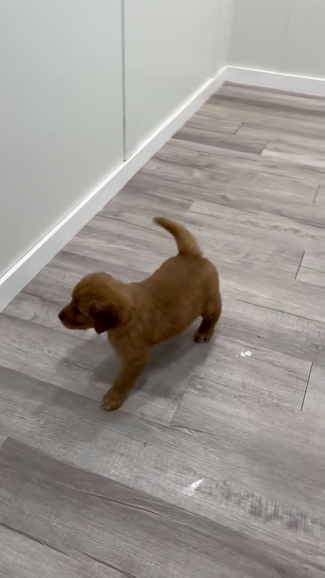 Golden Retriever dogs for sale: Chancy - Video 1