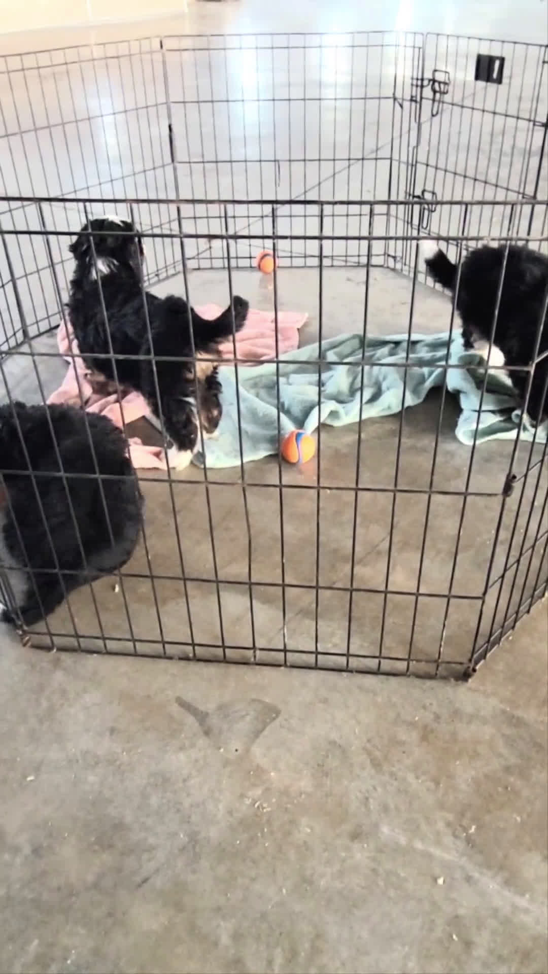 Mini Bernedoodle dogs for sale: Mini Bernedoodle Puppy 1 - Video 1