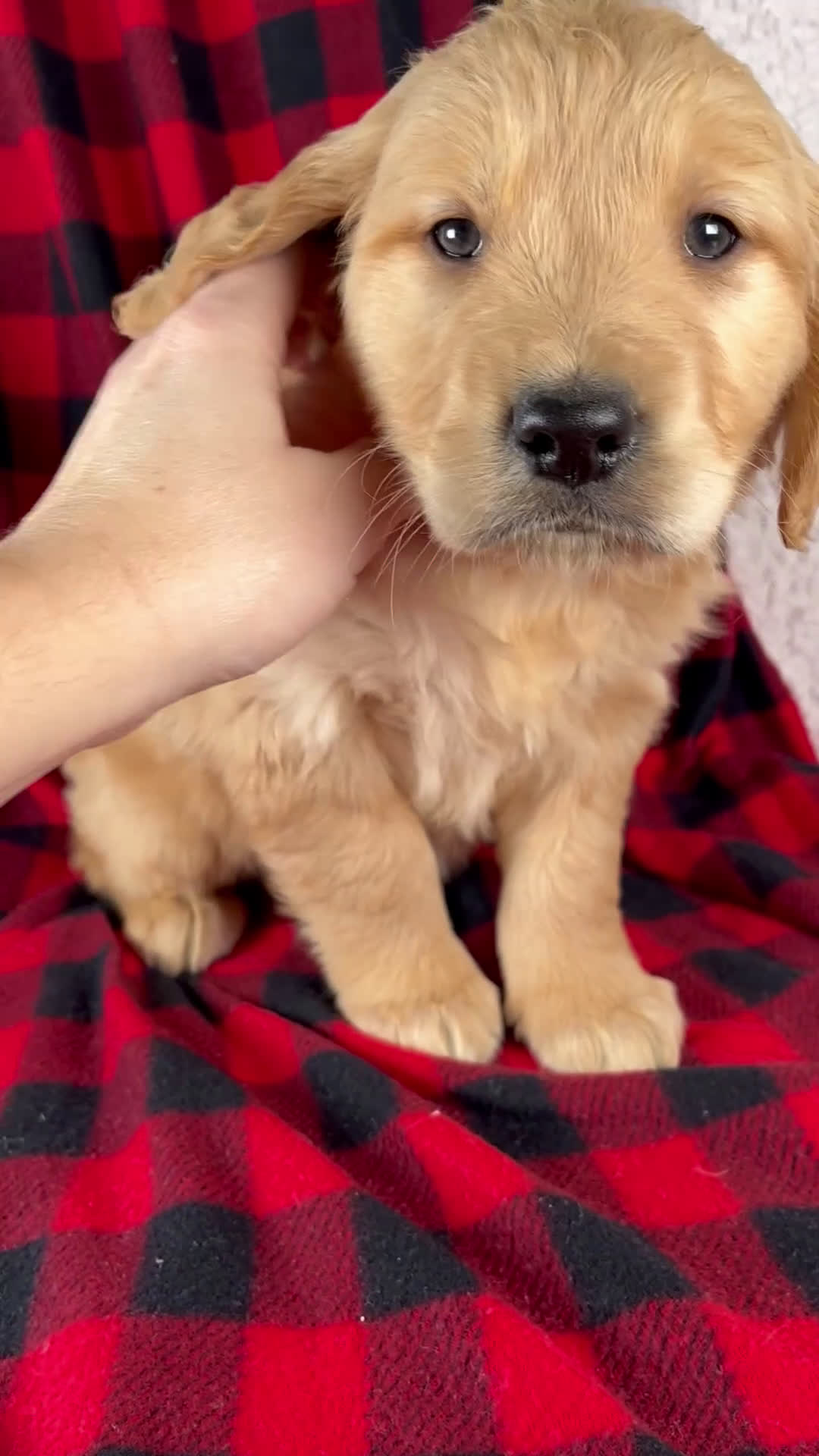 Golden Retriever dogs for sale: Theo - Video 1