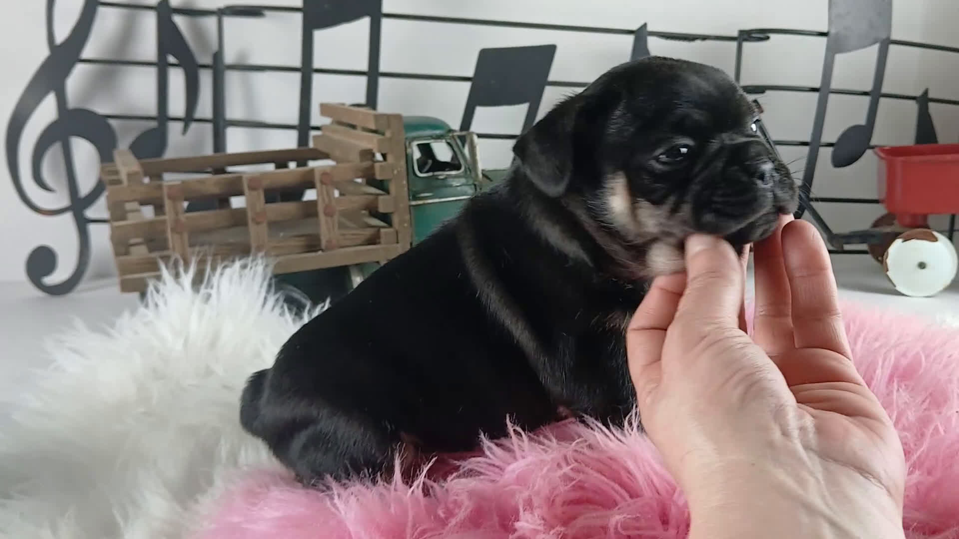 French Bulldog dogs for sale: French Bulldog Pups, NATIONWIDE DELIVERY  - Video 1